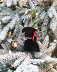 Candy Cane Curly Dog Ornament (LIMITED QUANTITIES)