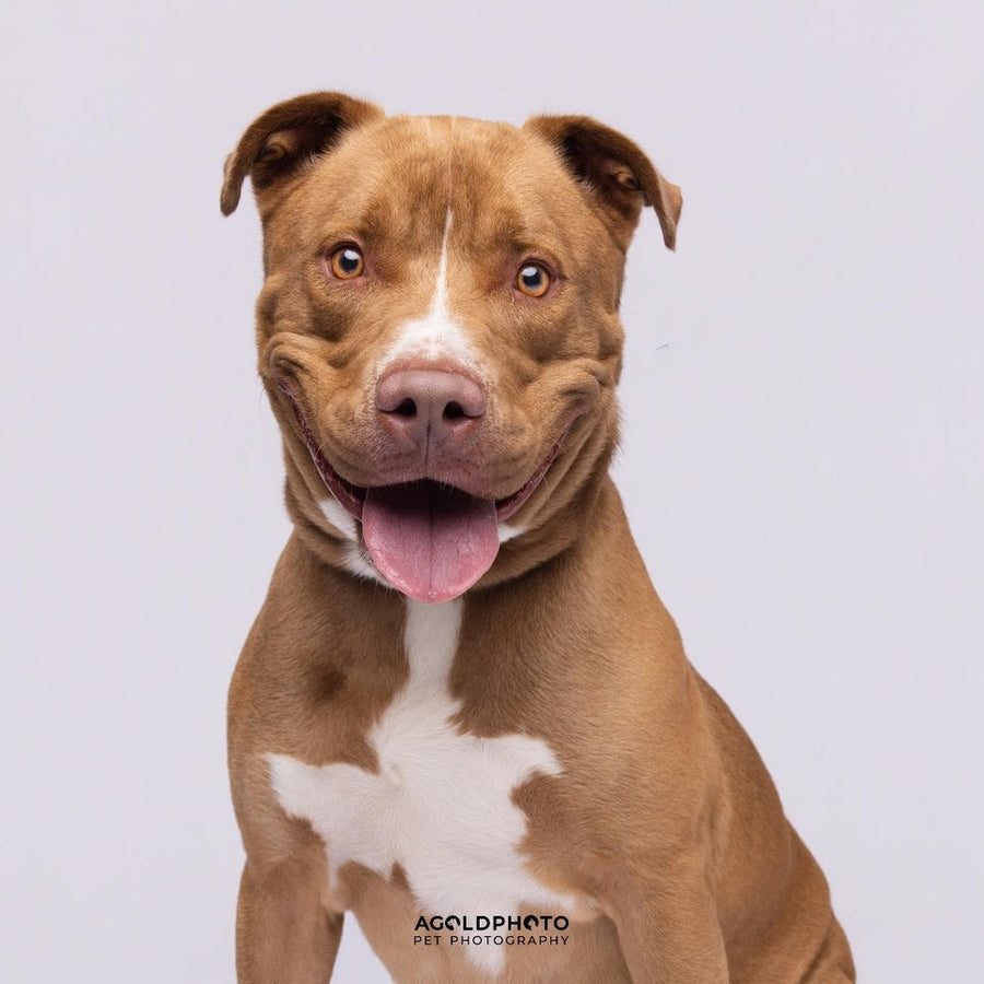 Pittie Steal Snacks Kitchen Towel